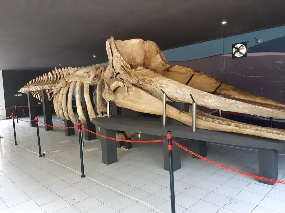 Museum Kerangka Paus