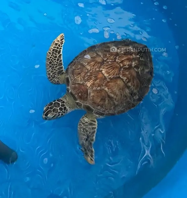 Konservasi Nemo dan Penyu